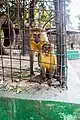The monkeys of the Zoological Garden of Kinshasa