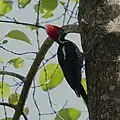 Lineated woodpecker (Dryocopus lineatus),  Veracruz, Mex. (2014).