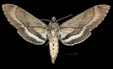 Lintneria lugens  ♀ △