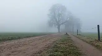 Lochemse Berg, trees in the fog on the Hoge Enk