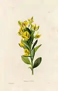 611 Rafnia triflora