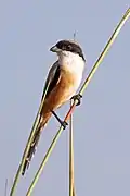 intergrade between erythronotus and tricolor, Nepal