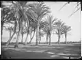 Palms of Alger, , 1881, Collection Eugene Trutat