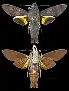 Macroglossum sylvia
