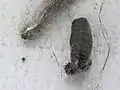 Magpie moth (Nyctemera&nbsp;annulata) cocoon