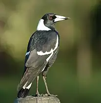 G. tibicen terraereginae, Queensland