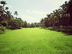 Pady field