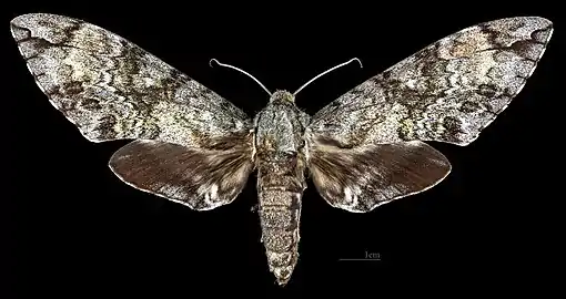 Female dorsal