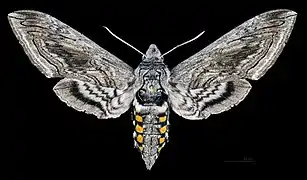 Female - dorsal view
