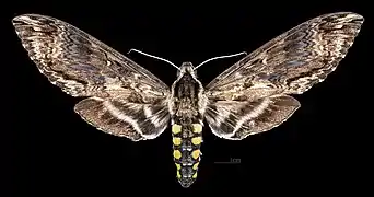 Female Dorsal side