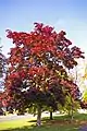 Maple tree