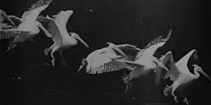 Image 36Flying pelican captured by Marey around 1882. He created a method of recording several phases of movement superimposed into one photograph (from History of film technology)