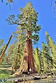 The Mariposa Tree