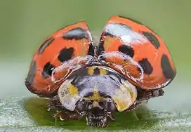 Macro shot
