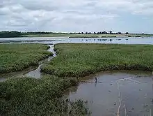 Colour photograph of marshland