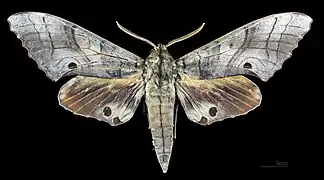 Male, dorsal view