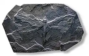 The late Carboniferous giant dragonfly-like insect Meganeura grew to wingspans of 75&nbsp;cm (2&nbsp;ft 6&nbsp;in).
