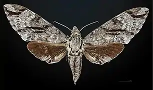 Female