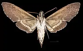 Male ventral