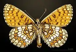 Male underside
