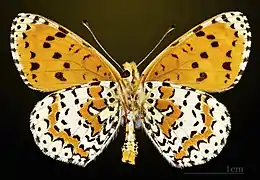 Male underside