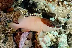 Juvenile