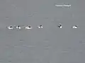 Migratory birds at Kaushalya Dam, near Pinjore, Haryana (Dec. 2015)