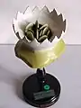 Gemmae cup