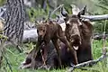 A moose cow and her calf near the Shell Ranger Station