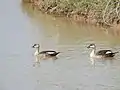 Nature Trail Reserve Forest, Sukhna Lake