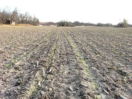 New seeding in 30-inch (760&nbsp;mm) rows