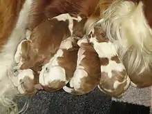 Image 17Newborn Welsh Springer Spaniels (from Puppy)