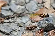Male