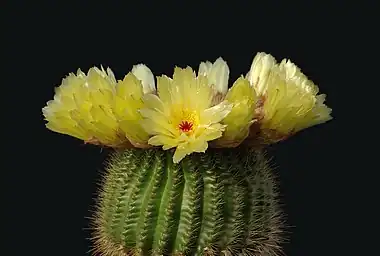 Image 20Parodia tenuicylindricaPhoto: LaitcheParodia tenuicylindrica is a small species of cactus native to the Rio Grande do Sul region of Brazil. It grows 4–8&nbsp;cm (1.6–3.1&nbsp;in) in height and 2–3&nbsp;cm (0.8–1.2&nbsp;in) in width. It has yellow and red-brown spines, white wool and yellow flowers. It produces yellow-green fruit and black seeds.More selected pictures