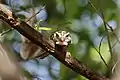 Caatinga puffbird
