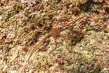 "Ophioderma longicaudum"