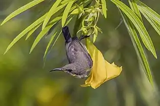 Female C. j. flammaxillaris, Thailand