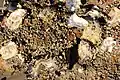 Though they are also farmed locally, wild oysters are native to Daniel's Bay, Lunawanna, seen here at low tide (2017)