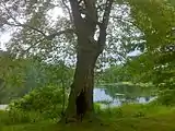 Pachaug Trail – Porter Pond, Sterling, CT.