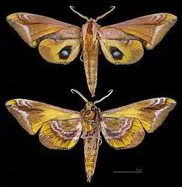 Paonias astylus