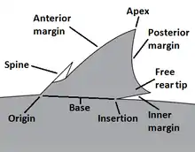 Image 13Dorsal fin diagram with landmarks labeled. (from Shark anatomy)