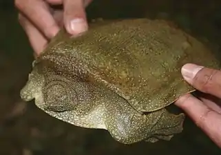 Lateral view