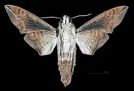 Male ventral view