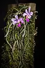 Entire plant with verrucose roots and absent leaves