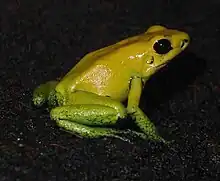 Black-legged dart frog, Phyllobates bicolor
