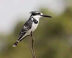 female C. r. syriacusIsrael