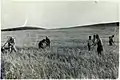 Harvest competition during the first harvest celebrations in the early 1950s