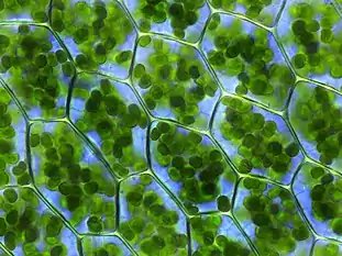 Image 48Chloroplasts in the cells of a moss (from History of Earth)
