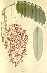 Amherstia nonilis