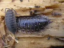 Image 21Porcellio scaber and Oniscus asellus (Peracarida: Isopoda) (from Malacostraca)